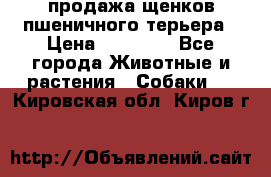 продажа щенков пшеничного терьера › Цена ­ 35 000 - Все города Животные и растения » Собаки   . Кировская обл.,Киров г.